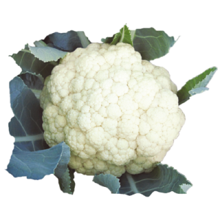 Mayuri Cauliflower From Known You Seed (India)-KYI